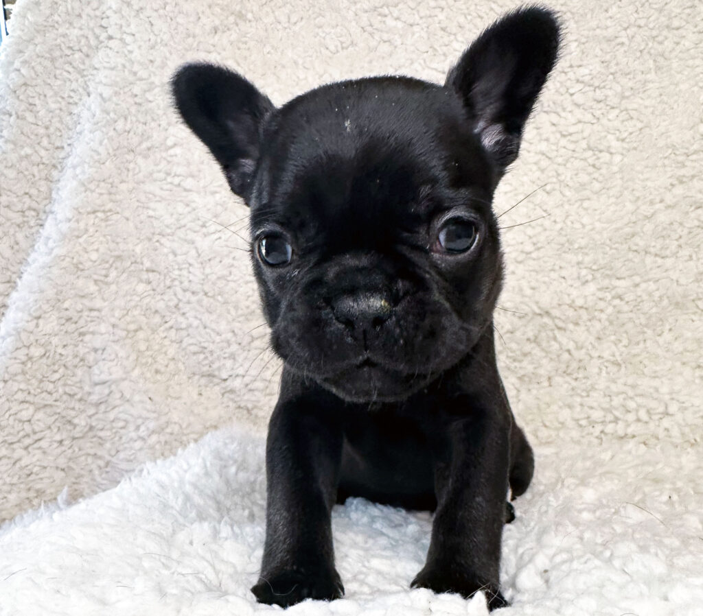 Available French Bulldog Puppies For Sale Atlanta GA