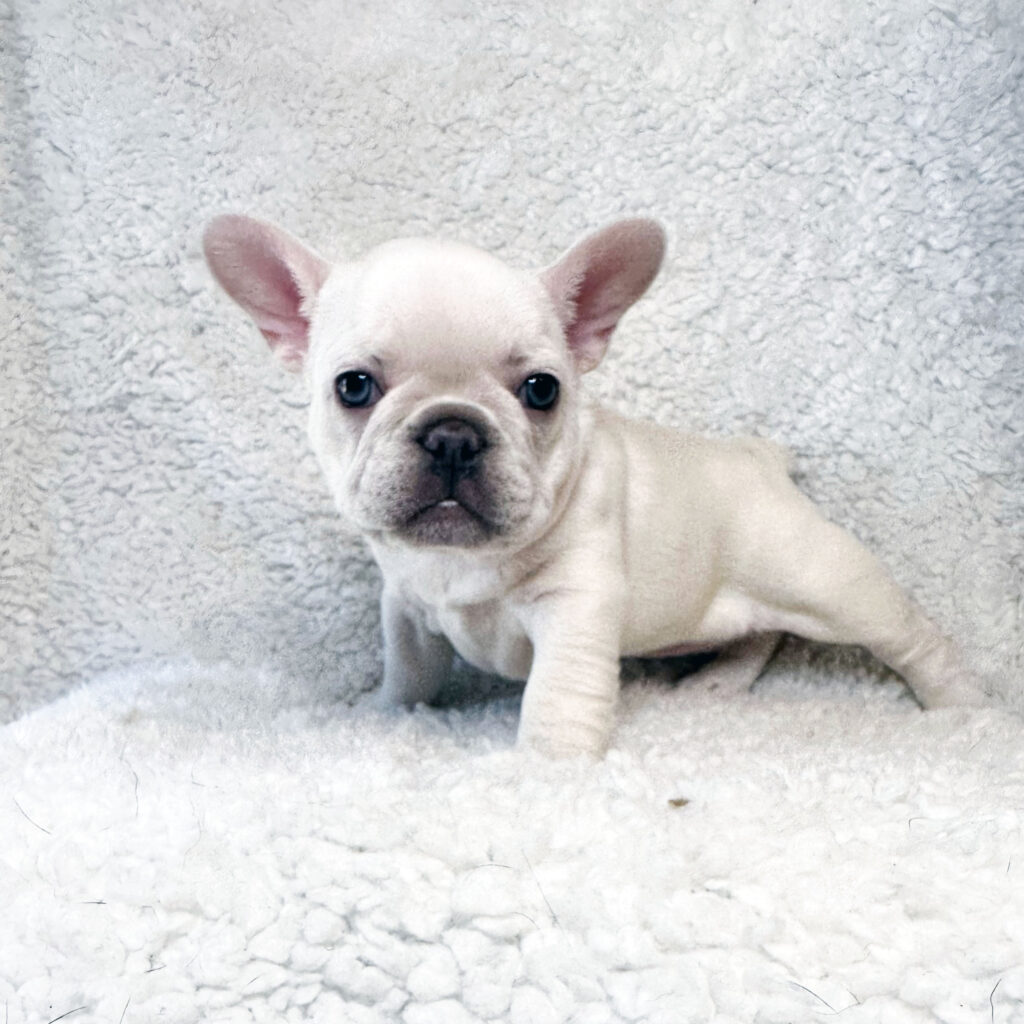 Available French Bulldog Puppies For Sale Atlanta GA
