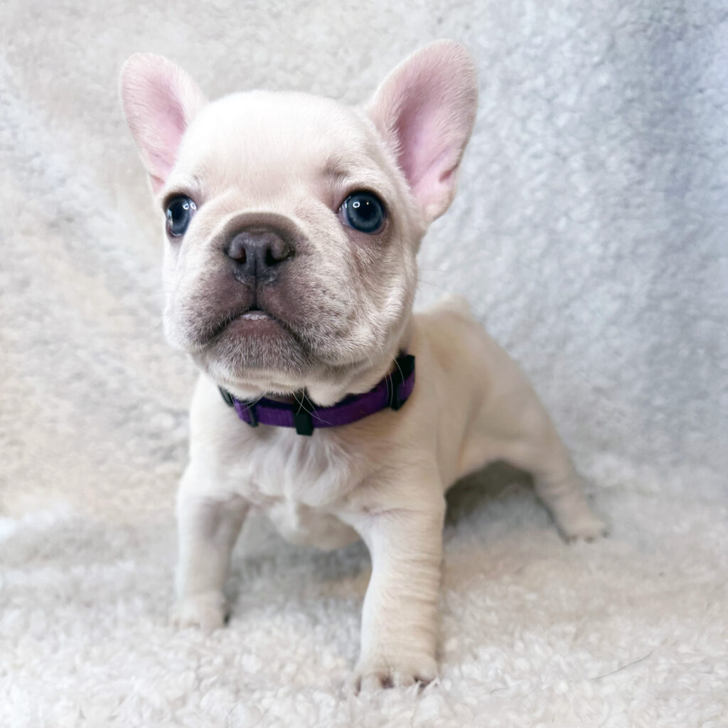 Available French Bulldog Puppies For Sale Atlanta GA